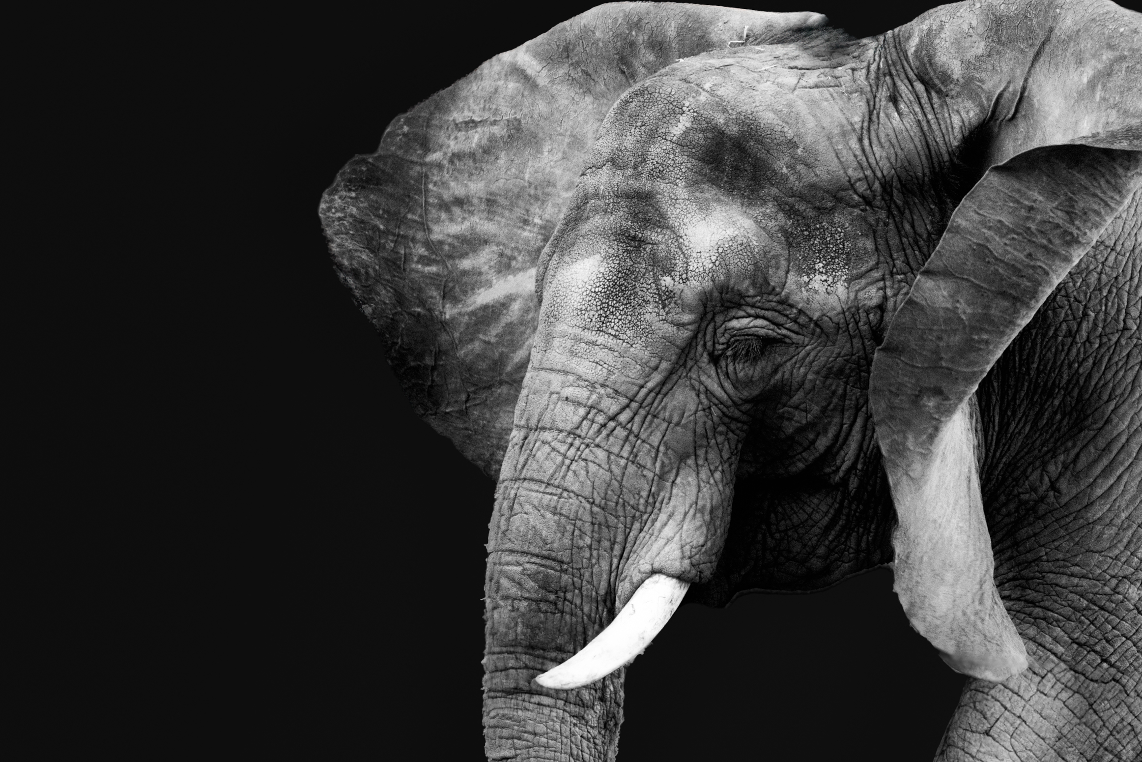 Black and White close up shot of an elephant.